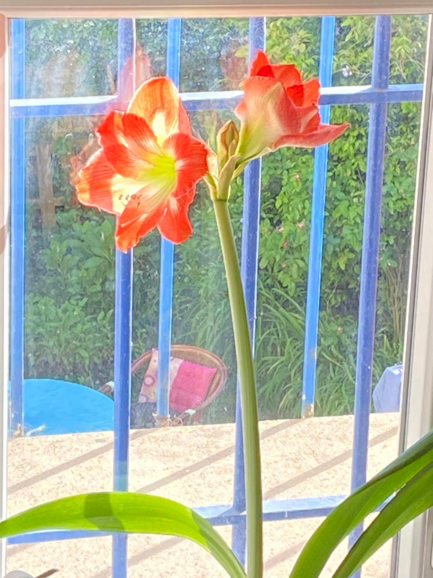 Haut De Jardin Dans Une Maison ディジョン エクステリア 写真